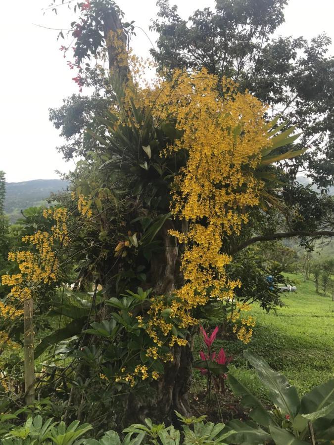 Posada Del Camino Real Pensionat Moniquirá Exteriör bild