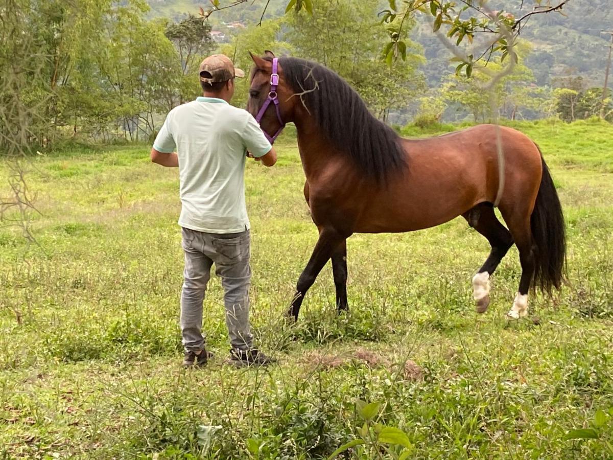 Posada Del Camino Real Pensionat Moniquirá Exteriör bild